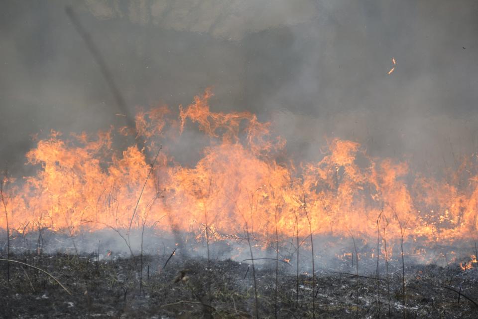 A controlled burn at Mt. Cuba Center May 12 eliminated unwanted woody plants and thatch.