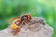 Obwohl sie noch größer ist als die Wespe und theoretisch auch stechen kann, geht von der berüchtigten Hornisse weniger Gefahr aus. Denn Hornissen ernähren ihren Nachwuchs mit anderen Insekten und sich selbst von Pflanzen. Auf unser Essen haben sie es also nicht abgesehen. Wird eine Hornisse nicht mit ruckartigen Bewegungen gereizt oder gar mit Erschütterungen an ihrem Nest, bleibt sie friedlich. (Bild: iStock/imortalcris)