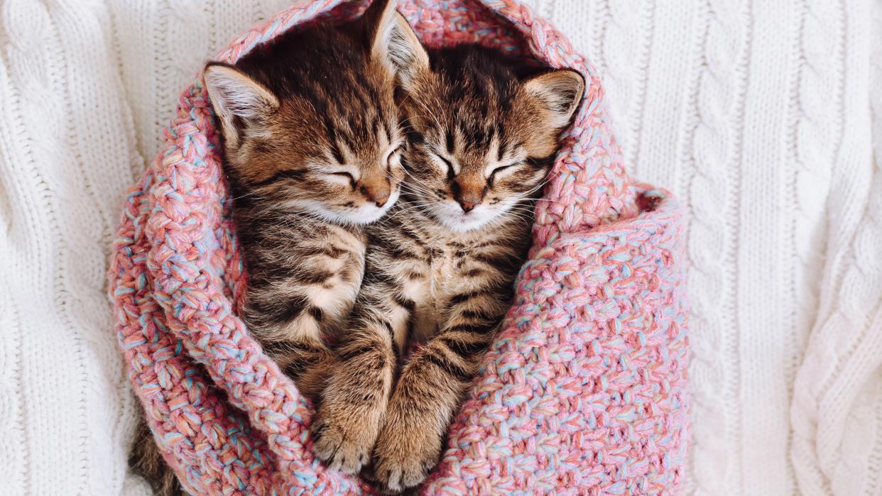 Two kittens sleeping