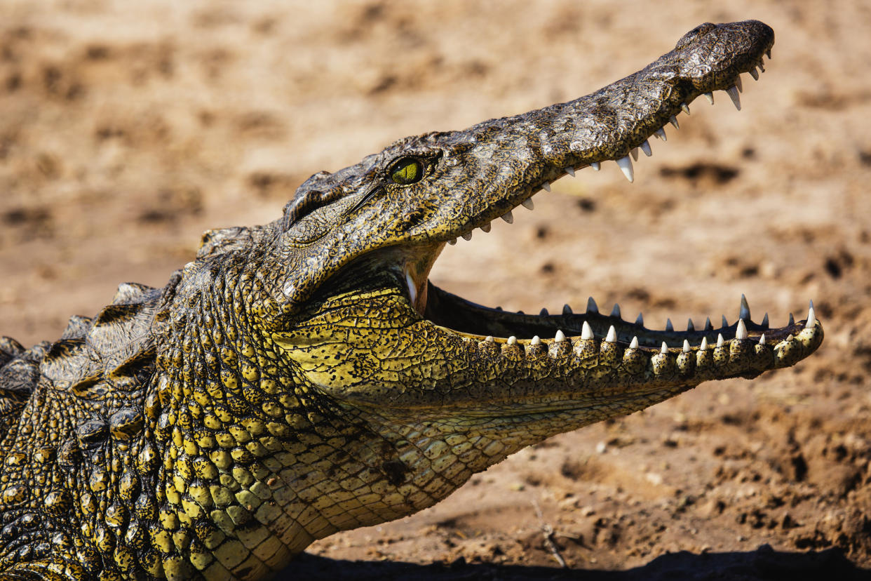 Wer neben einem Krokodil aufwacht, hat viel Glück und ist dann auch ganz bestimmt hellwach. (Bild: Getty Images)