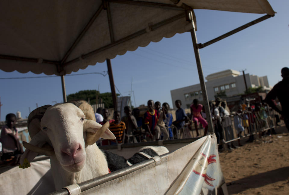 In this Wednesday, Oct. 3, 2012 photo, competitor Boy Serere waits in his stall during the SICAP neighborhood regional final of the Khar Bii competition, which seeks to find the finest sheep in Senegal ahead of the upcoming Eid al-Adha festival, in Dakar, Senegal. Boy Serere went on to win his regional and will advance to the national final on Oct. 20. In a nation where sheep are given names and kept inside homes as companion animals, the most popular show on television is "Khar Bii," or literally, "This Sheep" in the local Wolof language. It's an American Idol-style nationwide search for Senegal's most perfect specimen. (AP Photo/Rebecca Blackwell)