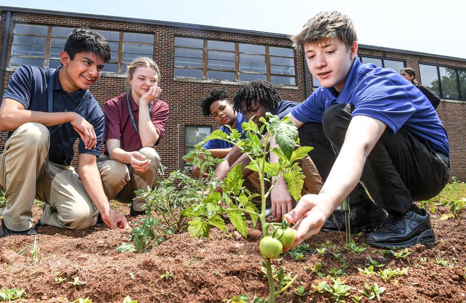 Renaissance Academy student Duncan McQueen, right, looks at a growing tomato with classmates, from left: Sam Gentry, Isabelle Humphrey, Cuervo Mack, and Omari Jackson, as they show their garden in Anderson, S.C. Tuesday, May 3, 2022.