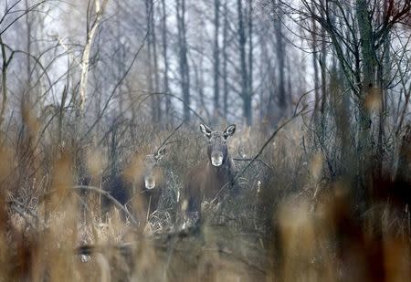 Elks are seen in the 30 km (19 miles) exclusion zone around the Chernobyl nuclear reactor near the abandoned village of Dronki, Belarus, January 28, 2016. REUTERS/Vasily Fedosenko