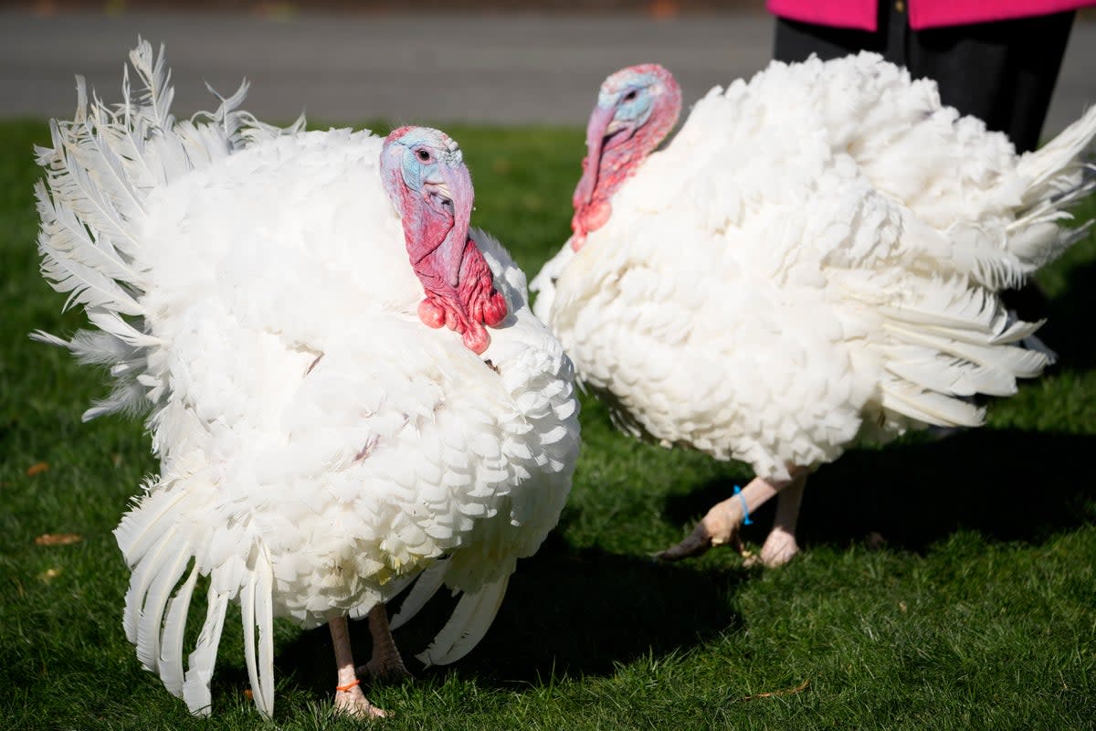 The two national Thanksgiving turkeys, Chocolate and Chip, are photographed before a pardoning ceremony at the White House in Washington, Monday, Nov. 21, 2022. (AP Photo/Andrew Harnik) (AP)