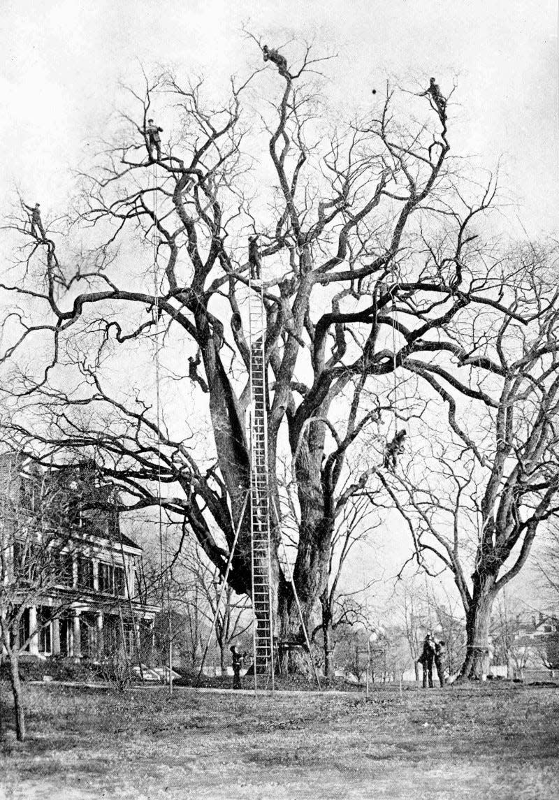 gypsy moth elm tree trouvelot ny public library