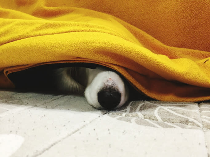 Durante los fuegos artificiales, deja que tu perro se oculte debajo de los muebles. Foto: Yumi Shimada / EyeEm/Getty Images