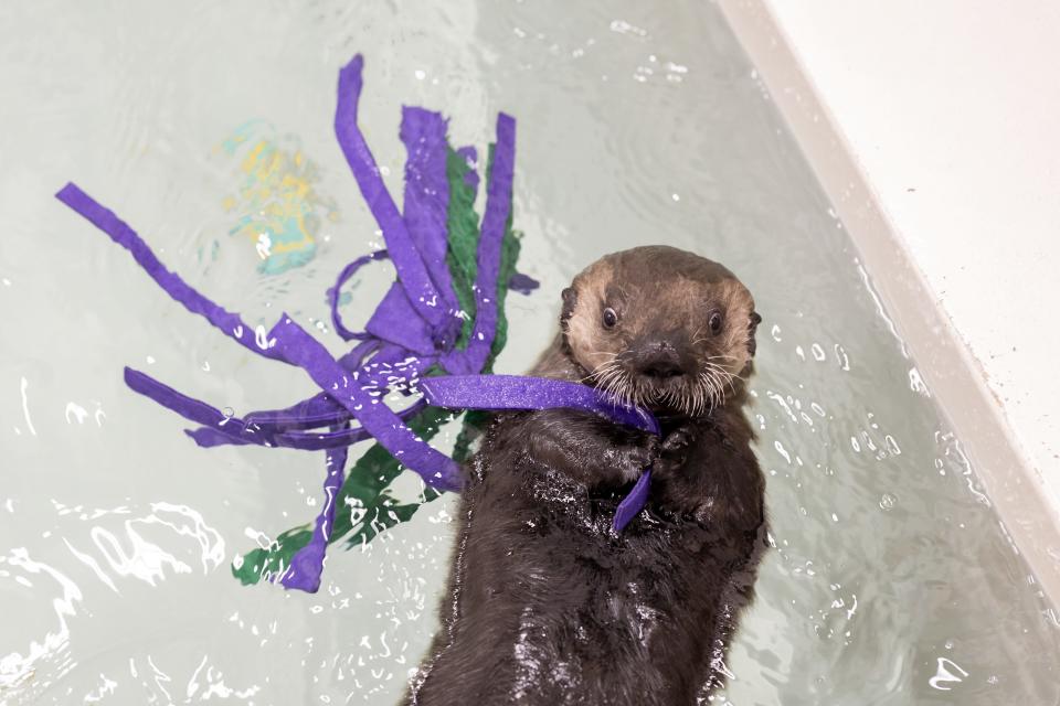 The aquarium said that the pup will remain in Shedd’s Regenstein Sea Otter Nursery for a few months and get acquainted with the staff and its new home before he is eventually introduced to the otter habitat and the five other otters at the aquarium.