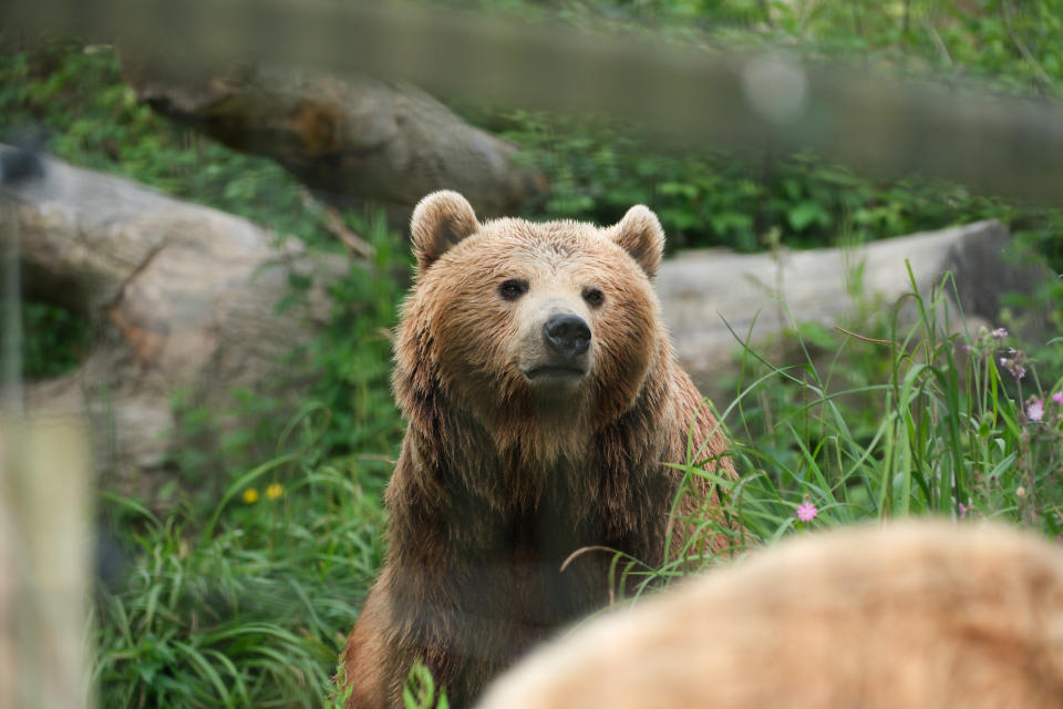 Brown bear in a green leafy field