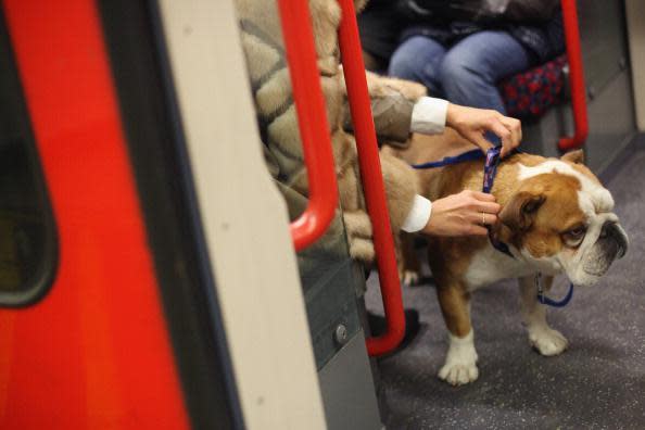 Tube favourite: This dog likes the Central Line: Getty Images