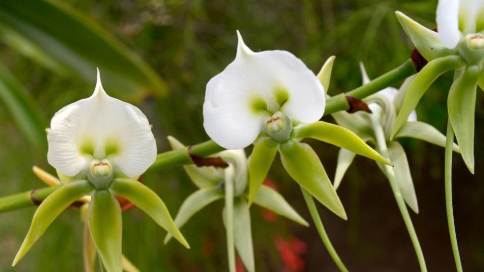 Orquídeas