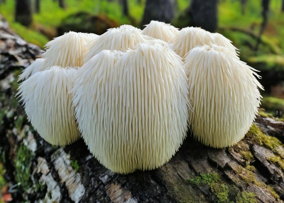 Lion's Mane on a tree.