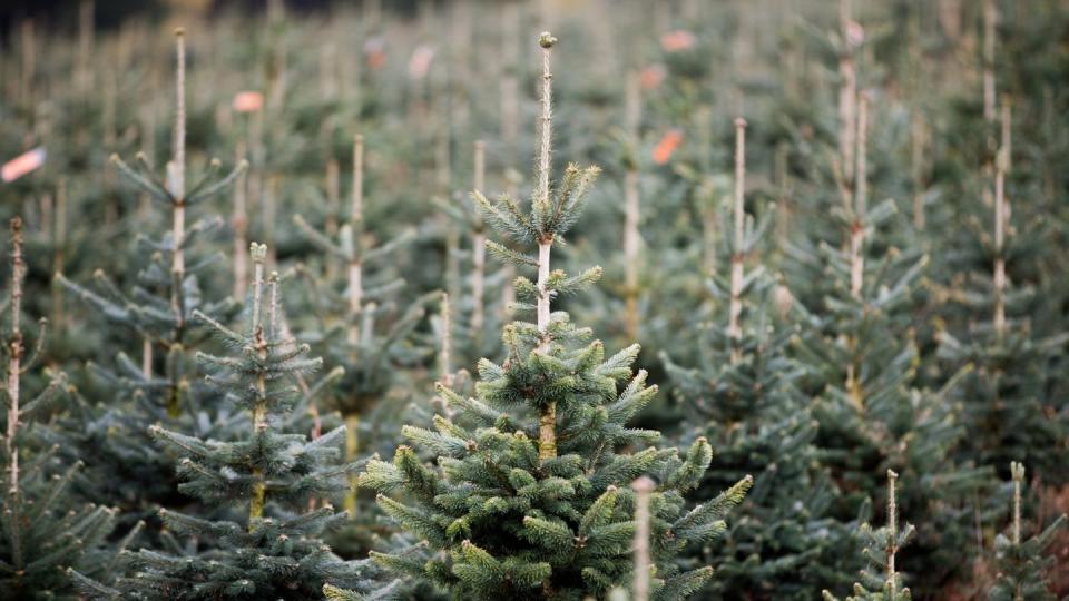 Nach Angaben des NRW-Landesverbandes Gartenbau stammt jeder dritte Weihnachtsbaum in Deutschland aus dem Sauerland.