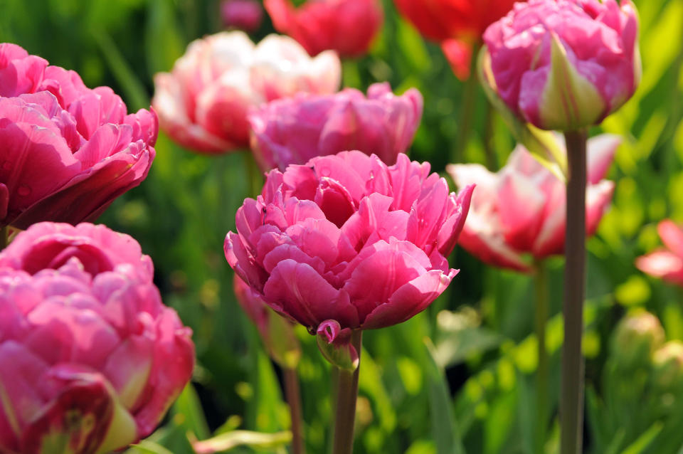 Tulip Fields