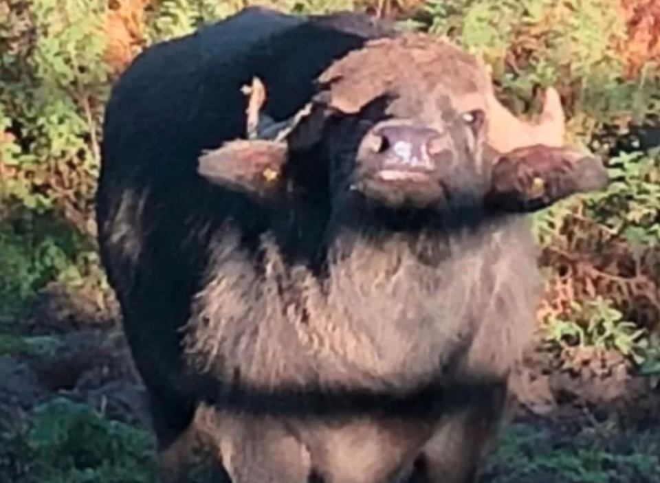 A father and son were killed in a water buffalo attack on a farm in Wales last year. (Wales News Service)