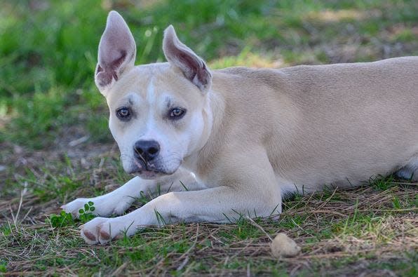 Ruby, a hound mix/Carolina Dog is available for adoption at the Jersey Shore Animal Center in Brick.