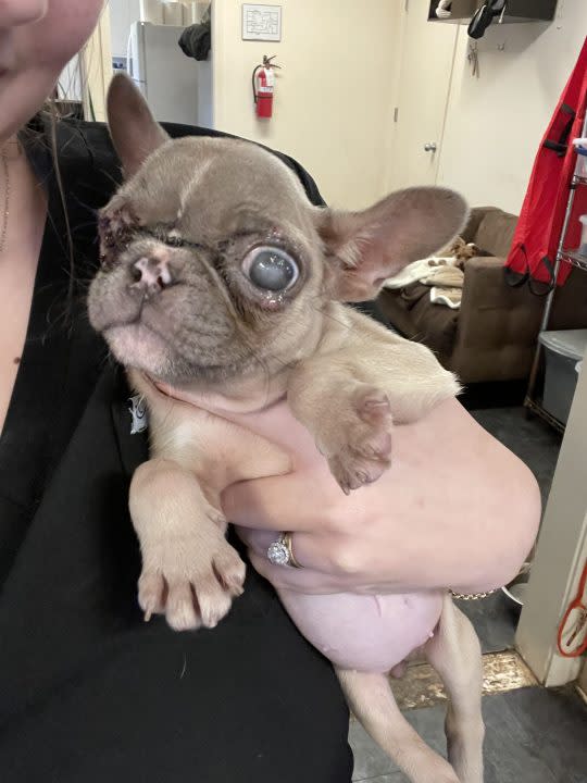 A baby French Bulldog named Amari is being held at the St. Gabriel Animal Hospital & Rescue.