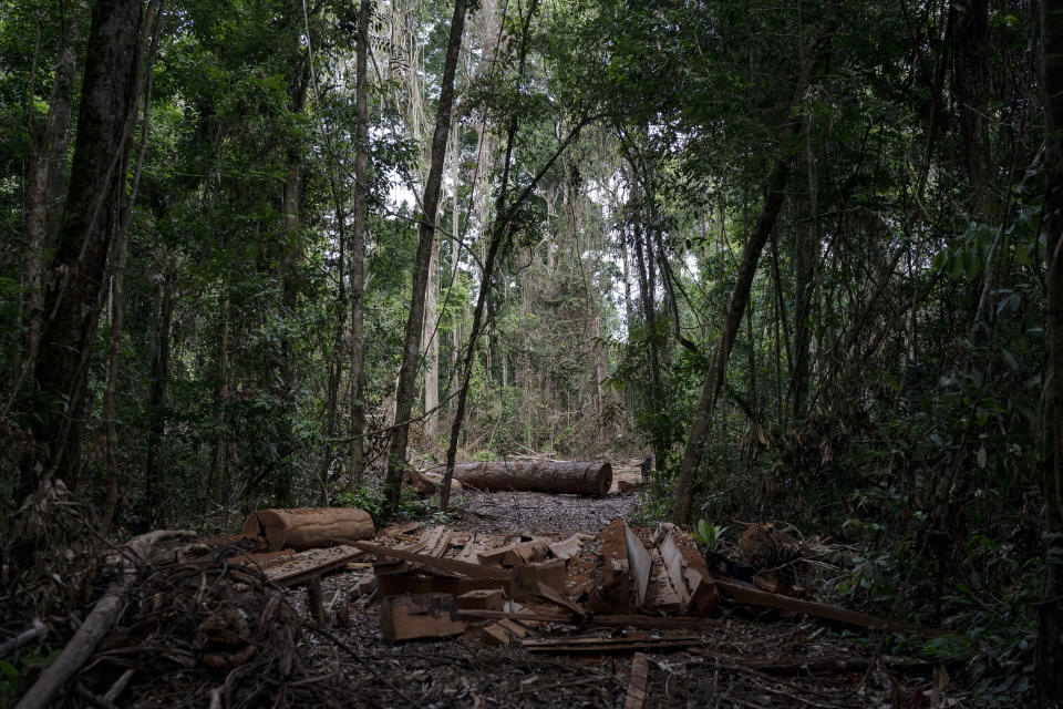 In this Nov. 22, 2019 photo, cut logs and wooden boards lie in an area opened by illegal loggers within the Renascer Reserve in the Amazon rainforest in Prainha, Para state, Brazil. This conservation unit is known to have trees with high economic value such as ipe, jatoba and massaranduba. One of the biggest seizures of illegal timber in the Brazilian Amazon forest happened in this reserve in 2010. (AP Photo/Leo Correa)