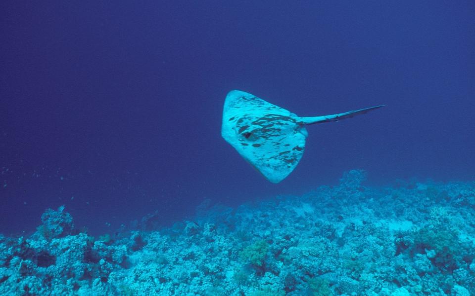 Stingrays rarely attack humans - www.alamy.com