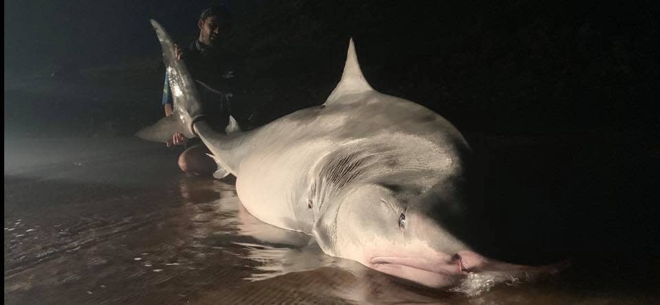 Shark on beach