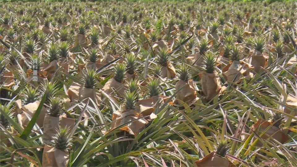 自產鳳梨自己吃！鳳梨料理多「火燒鳳梨蝦」令人驚豔