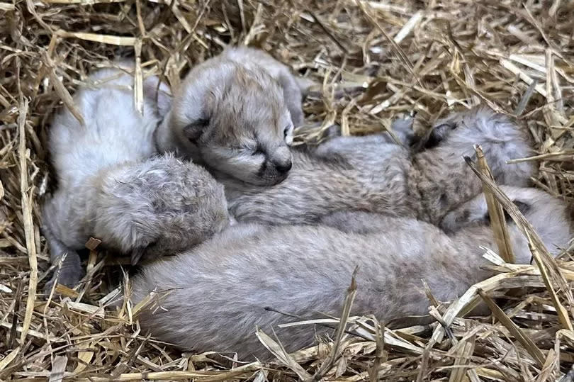 The latest additions to the Yorkshire Wildlife Park