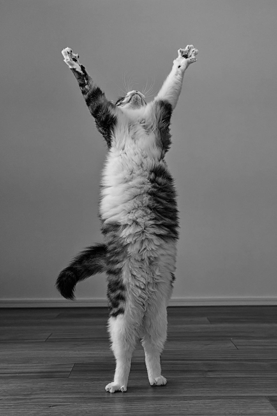 A cat stands with its arms stretched in the air.