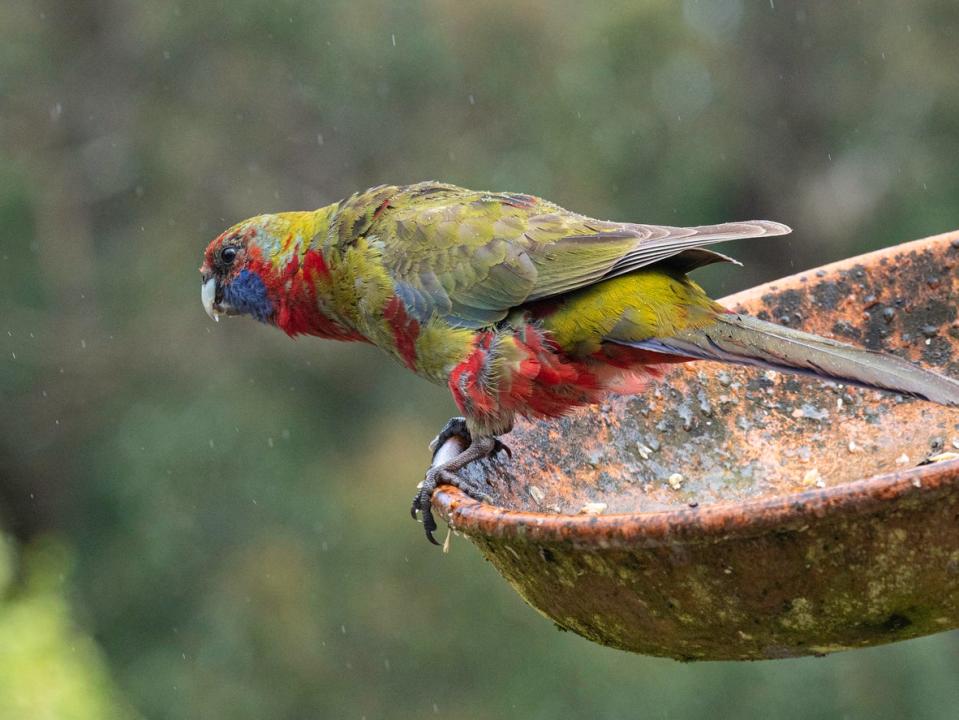 A close up of a colorful bird perched on a birdbath. 