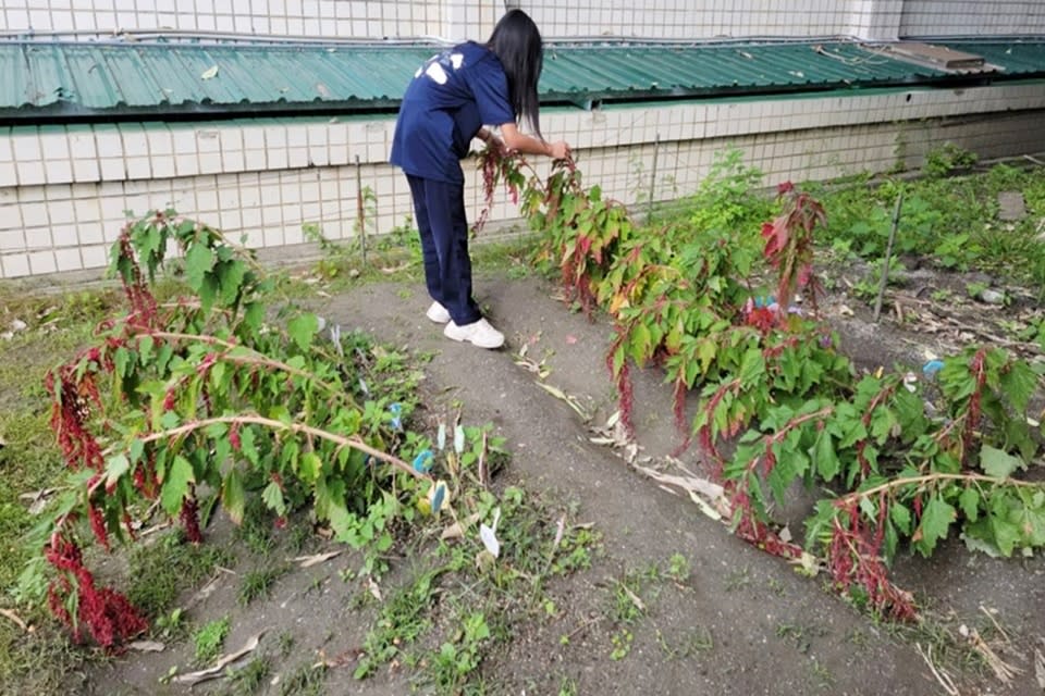 寶桑國中學生發現紅藜太空組(右側)無論存活率、生長速度、平均高度與結穗狀況都明顯優於一般組。