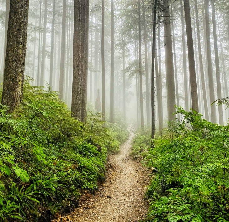 <span class="article__caption">Misty trails offer a new kind of beauty for brave hikers.</span> (Photo: LeonU/E+ via Getty Images)