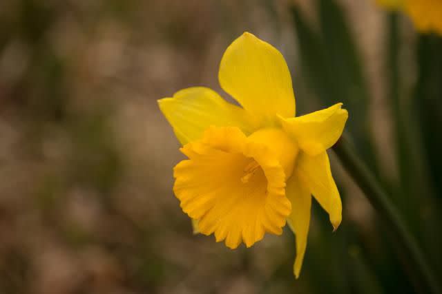 <p>Kouichi Tsunod / EyeEm / Getty Images</p> Daffodil flower