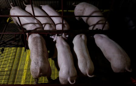 Pigs are seen at a farm outside Hanoi