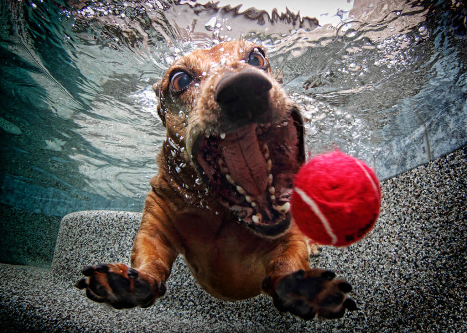 Foster, a 6-year-old Dachshund.