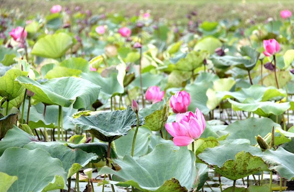 樹林河濱公園（圖片來源：新北市高灘地工程管理處）