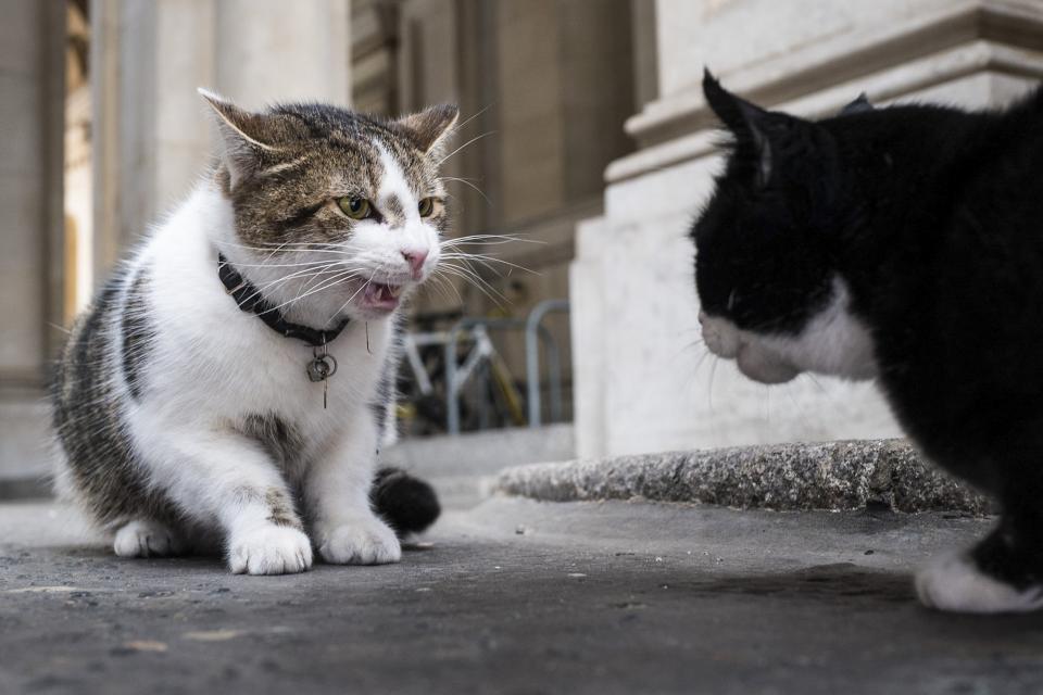 Larry the cat, who belongs to the Prime Minister and lives at 10 Downing Street, with Palmerston (Rex Features)