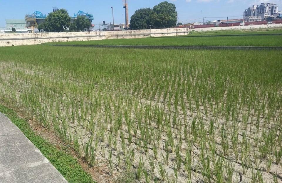 由於目前正值稻作結穗期，卻無水灌溉，稻田出現嚴重乾裂。（記者陳金龍攝）