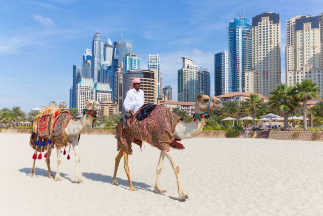 Camels on Jumeirah beach in Dubai