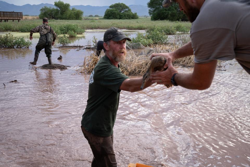 Dan Collins (center), USFWS migratory game bird biologist, hands off a captured Mexican duck on Aug. 16, 2023, at the Whitewater Draw Wildlife Area in McNeal, Arizona.