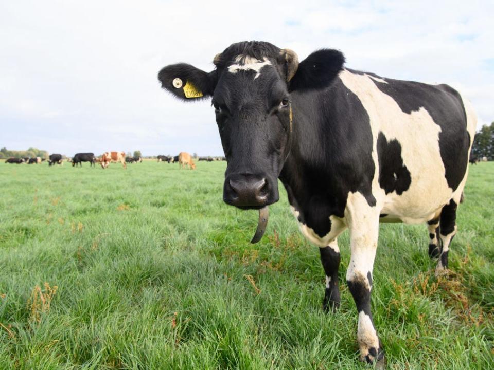 A cow in a grassy field with its tongue sticking out.