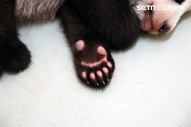 大貓熊和小貓熊的相似處為牠們前掌都有六指，增加了抓握竹枝的功能。（圖／北市動物園提供）