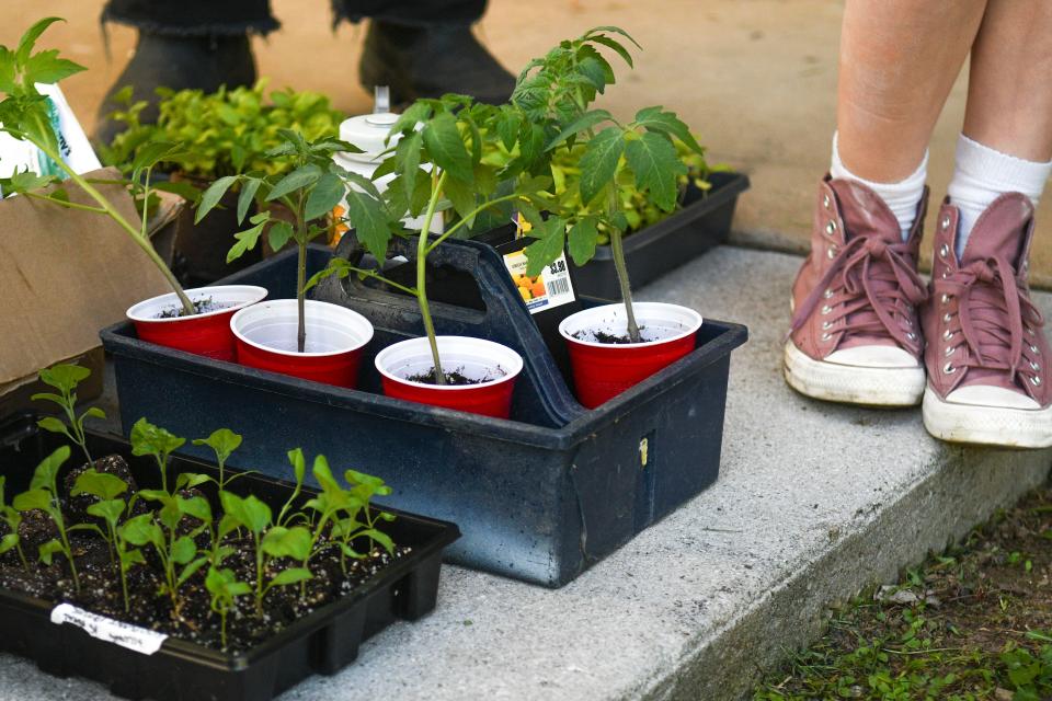 Seedlings are ready for planting by the Vine Middle School garden club.