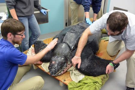 Workers at the South Carolina Aquarium in Charleston treat a 500-pound leatherback turtle in this undated handout photo obtained by Reuters March 9, 2015. REUTERS/South Carolina Sea Aquarium/Handout via Reuters