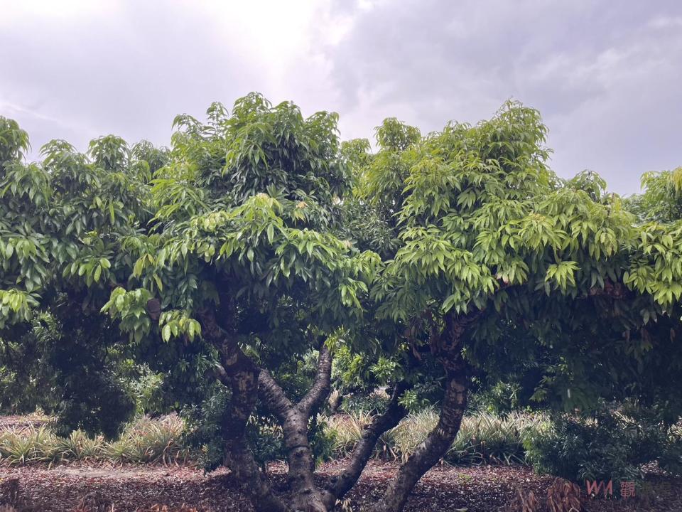 ▲疑受氣候異常影響，彰化縣芬園鄉今年黑葉荔枝的著果率大減7成，農會總幹事黃翊愷勘查糯米荔枝發現恐「全軍覆沒」。（記者陳雅芳攝）