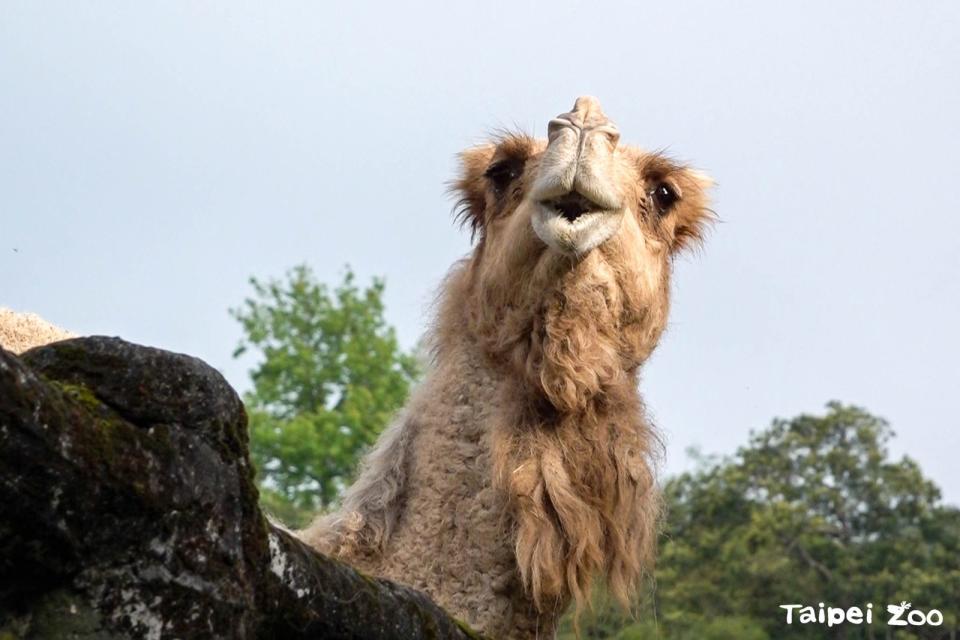 台北市立動物園內最後1隻單峰駱駝「玉葉」離世。（翻攝動物園臉書）