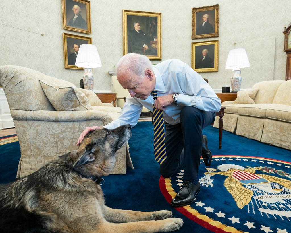 champ biden dog