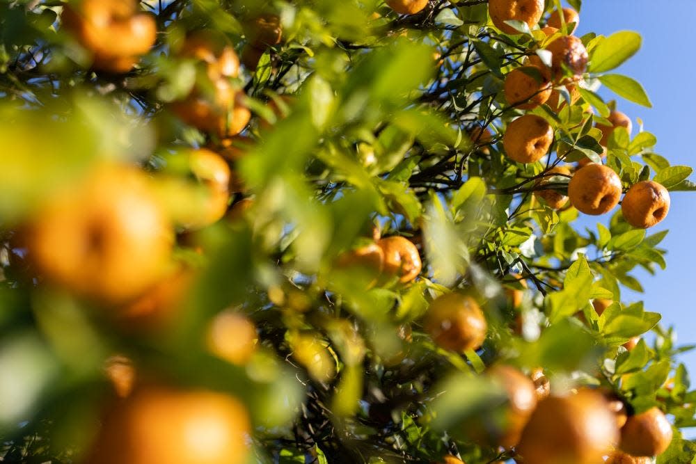 University of Florida scientists will elevate their efforts to control citrus greening, with about $5 million in grants from the National Institute of Food and Agriculture (NIFA).