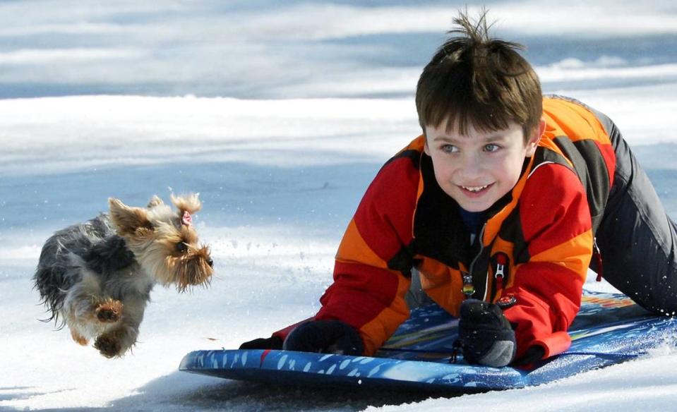 Bella, a Yorkshire Terrier, gives new meaning to the definition “sled dog” as she chases Dakota Gruver, 7, down a slope at the Hillandale Golf Course in Durham, NC Friday Feb.14, 2014. Cabin fever wasn’t much of a problem after two days of snowfall as sunny skies and temperatures near 60 had people enjoying the outdoors.