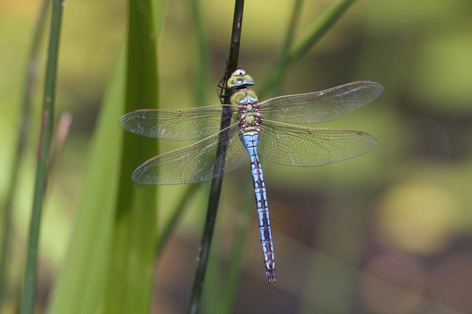 Dragonflies are spreading further towards the north of the UK (Isabel Hardman)