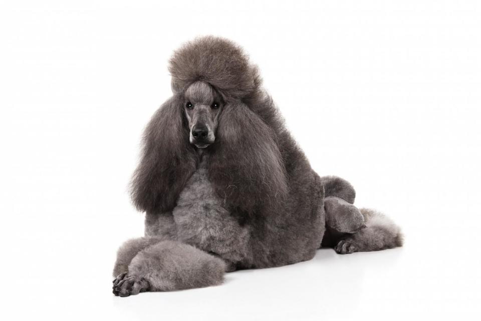 PHOTO: Poodle. (American Kennel Club)