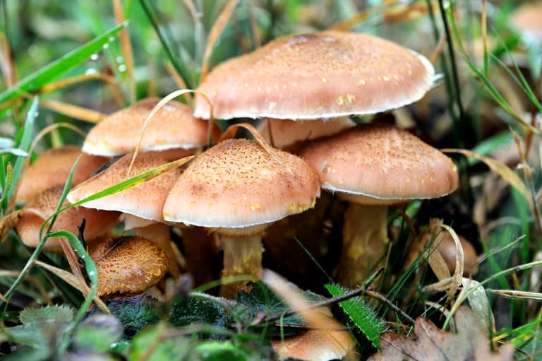 In Sachsen ist ein vermisster Pilzsammler nach vier Tagen im Wald gefunden worden. Laut Polizei war er gesundheitlich angeschlagen, aber ohne ernsthafte Verletzungen. Warum er es nicht mehr allein aus dem Wald geschafft hatte, war unklar. (PHILIPPE HUGUEN)