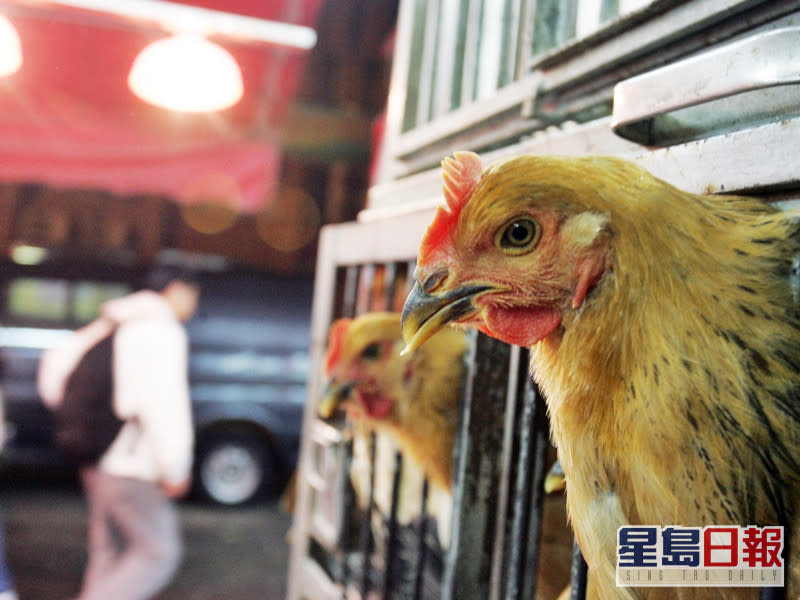 波蘭部分地區爆發H5N8禽流感，食安中心即時指示業界暫停上述地區進口禽肉及禽類產品。資料圖片（示意圖）